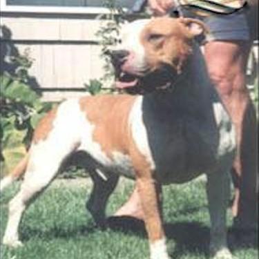NTLGRCH Bookers Ike Pit Bull.jpg